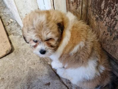 Imperial Shih Tzu puppies in Clare