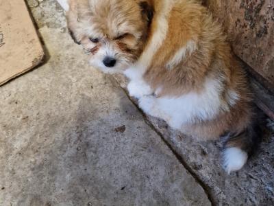 Imperial Shih Tzu puppies in Clare