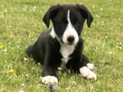 Border Collie Pup for sale in Kilkenny