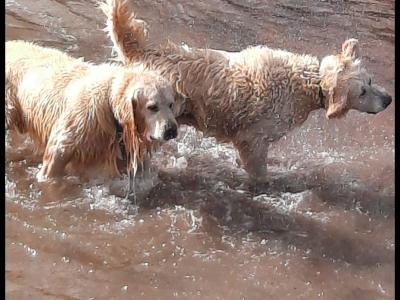 Golden Retrievers health tested