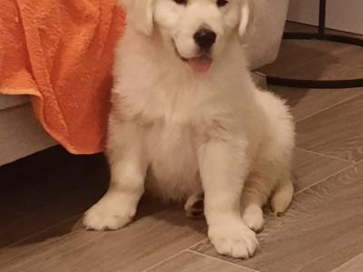 Golden Retrievers health tested
