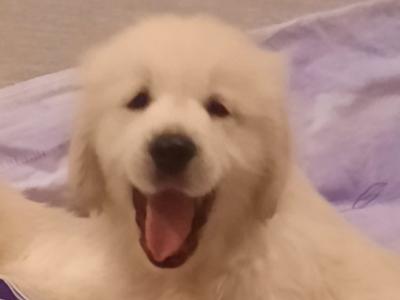 Golden Retrievers health tested