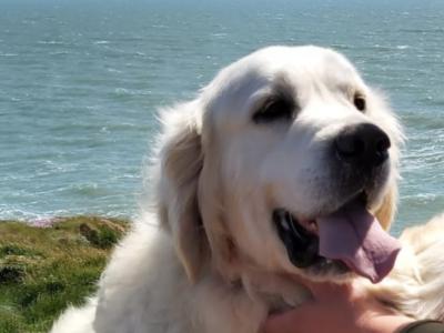 IKC Registered Golden Retriever puppies in Waterford - health tested