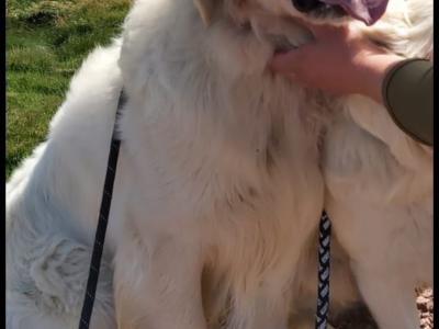Golden Retrievers health tested