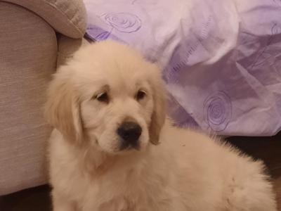 Golden Retrievers health tested