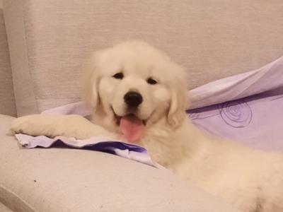 Golden Retrievers health tested