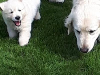 Golden Retrievers health tested