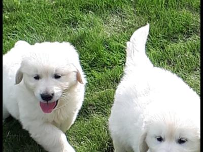 Golden Retrievers health tested