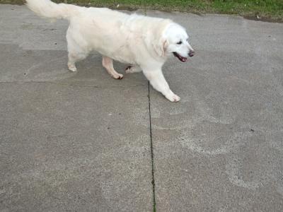 Golden Retrievers health tested