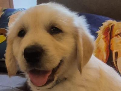 Adorable Purebred Golden Retrievers