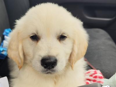 Adorable Purebred Golden Retrievers
