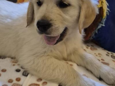 Adorable Purebred Golden Retrievers