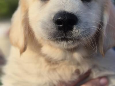 Adorable Purebred Golden Retrievers