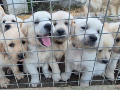 Adorable Purebred Golden Retrievers