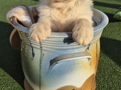 Adorable Purebred Golden Retrievers