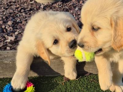 Adorable Purebred Golden Retrievers