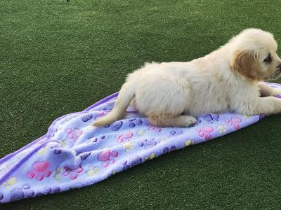 Adorable Purebred Golden Retrievers