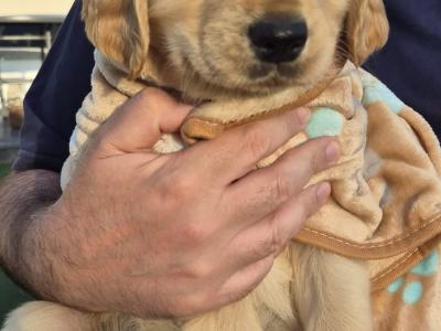 Adorable Purebred Golden Retrievers