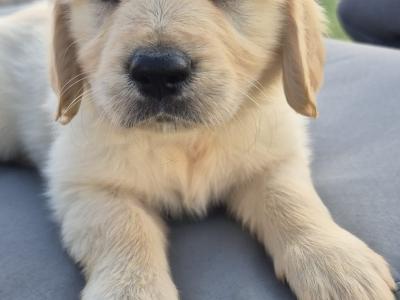 Adorable Purebred Golden Retrievers