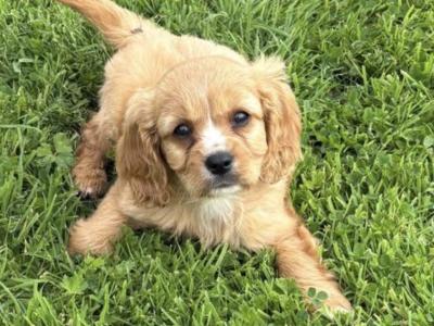 Last boy left . Cavachon boy .