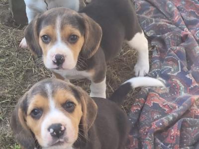 Beagle pups for sale in Tipperary