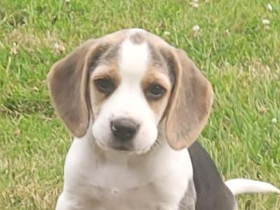Beagle pups for sale in Tipperary