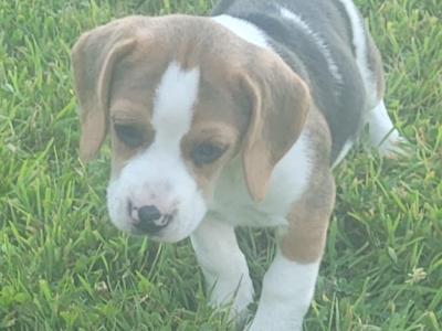 Beagle pups for sale in Tipperary