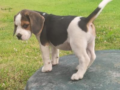 Beagle pups for sale in Tipperary