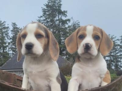 Beagle pups for sale in Tipperary