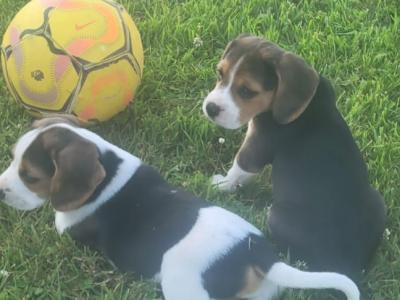 Beagle pups for sale in Tipperary