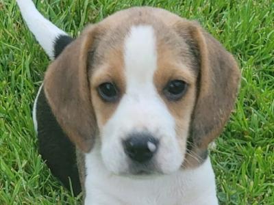 Beagle pups for sale in Tipperary