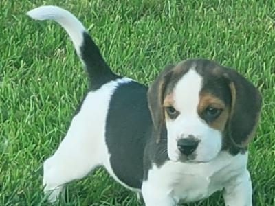 Beagle pups for sale in Tipperary