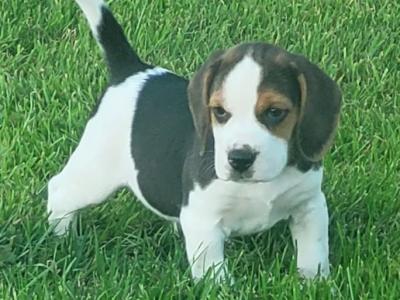 Beagle pups for sale in Tipperary