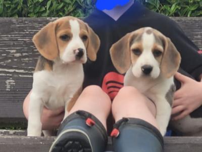 Beagle pups for sale in Tipperary