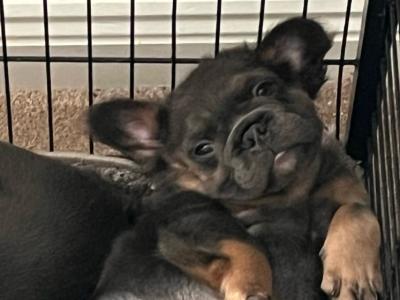 Pure breed French Bulldog puppies,both Parents Dnr Tested, both parents DWKC REGISTERED
