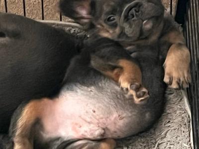 French Bulldog puppies, both Parents Dnr Tested, litter Trained, both parents DWKC REGISTERED