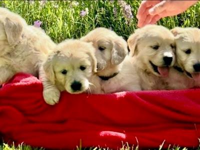 Beautiful Purebred IKC registered Golden Retriever puppies for sale