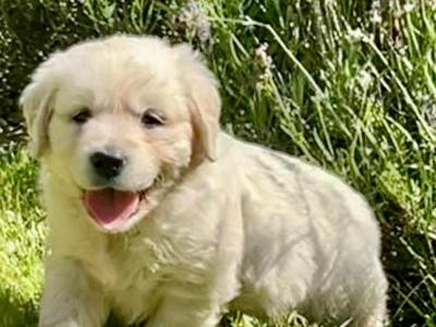 Beautiful Purebred IKC registered Golden Retriever puppies for sale