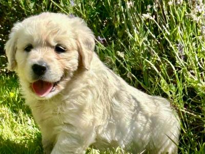 Beautiful Purebred IKC registered Golden Retriever puppies for sale