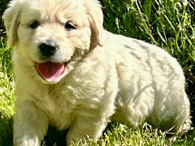 Beautiful Purebred IKC registered Golden Retriever puppies for sale