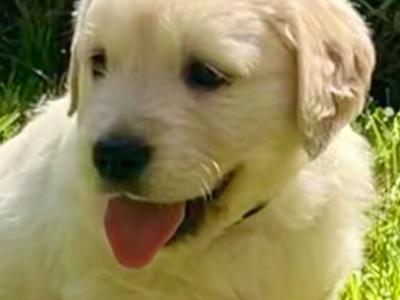 Beautiful Purebred IKC registered Golden Retriever puppies for sale
