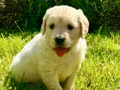 Beautiful Purebred IKC registered Golden Retriever puppies for sale