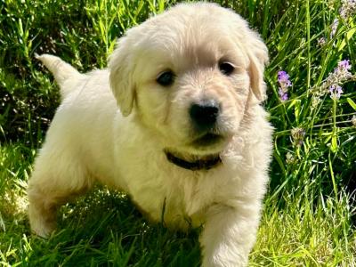 Beautiful Purebred IKC registered Golden Retriever puppies for sale