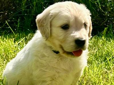 Beautiful Purebred IKC registered Golden Retriever puppies for sale
