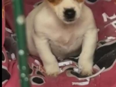 Miniature Jack Russell for stud