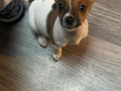 Miniature Jack Russell for stud
