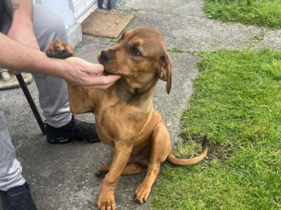 Rottweiler x Boerboel puppies in Galway