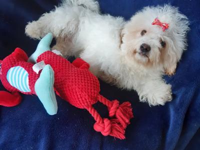 Gorgeous Cavachon/Bichon puppy male 🐶