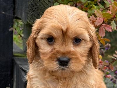 Cavapoo puppies in Cork