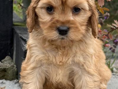 Cavapoo puppies in Cork